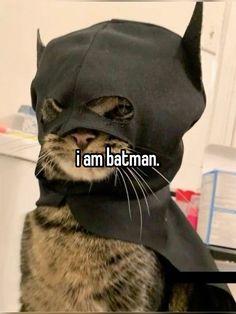 a cat wearing a batman costume with the caption i am batman