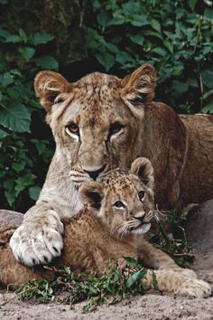 two young lion cubs cuddle together in the grass