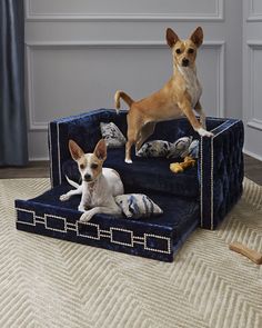 two small dogs sitting on top of a blue couch