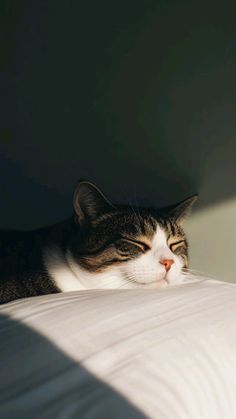 a cat laying on top of a white bed next to a wall and lamp shade