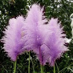 purple flowers are in the middle of tall grass