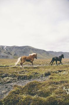 two horses are running in an open field