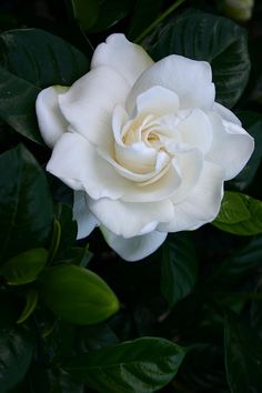 a white rose with green leaves around it