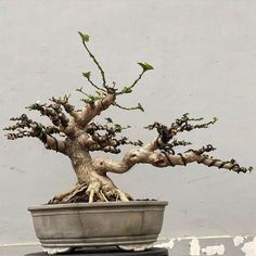 a bonsai tree in a pot on a table