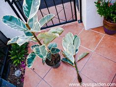 a potted plant sitting on top of a tiled floor next to a metal fence