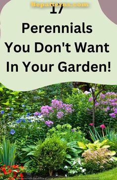 a garden with lots of flowers and plants in the background text reads 11 perennials you don't want in your garden