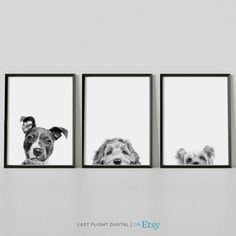 three framed pictures of dogs hanging on the wall in front of a white background with text that reads, last flight digital / easy