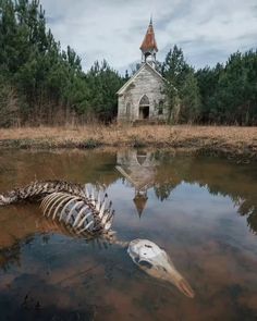 there is a skeleton in the water and an old church on the other side of the pond