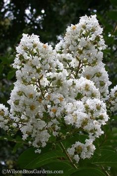 the white flowers are blooming on the tree