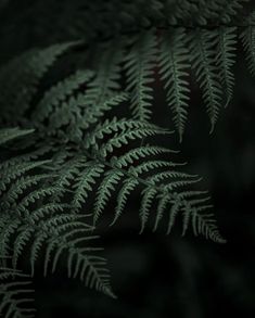 close up view of green fern leaves in the dark