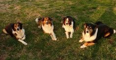 three brown and white dogs sitting in the grass