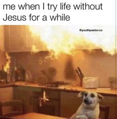 a dog sitting in front of a kitchen on fire