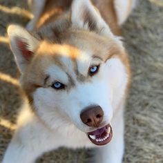 a close up of a dog on the ground with its mouth open and it's tongue out