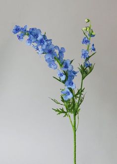 blue flowers are in a vase on a table