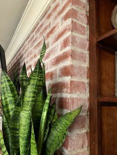 a green plant sitting in front of a red brick wall next to a clock on a wooden shelf