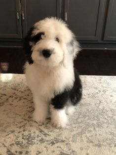 a small black and white dog sitting on top of a floor next to a counter