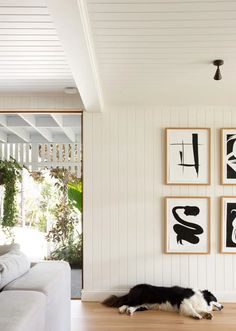 a black and white dog is laying on the floor in front of some framed pictures