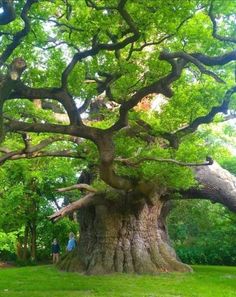 an old tree in the middle of a park