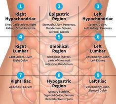 the human body is divided into eight sections, including stomachs and urphodia