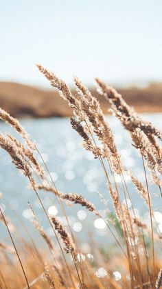 some very pretty tall grass by the water