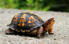 a small turtle is sitting on the ground