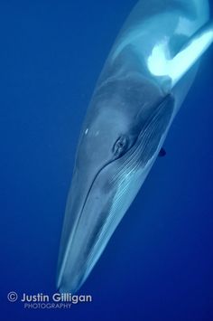 a whale is swimming in the blue water