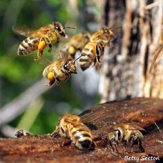 several bees are flying in the air near a tree trunk and some branches with green leaves behind them