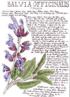 a blue and purple flower on top of a green leafy plant with words written in it