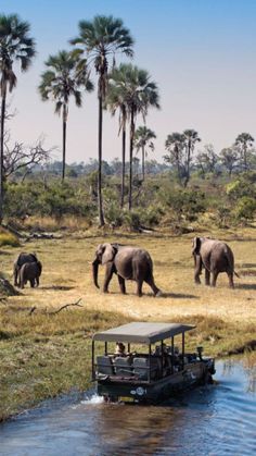 a group of elephants walking across a grass covered field next to a body of water