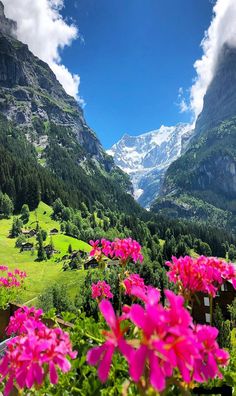 pink flowers are in the foreground with mountains in the background and clouds in the sky