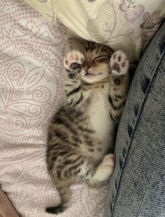 a small kitten laying on top of a pillow