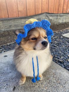 a small dog wearing a blue crochet hat on top of it's head