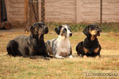 three black and brown dogs sitting in the grass