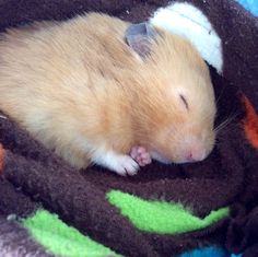 a brown and white rat curled up in a blanket