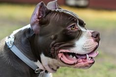 a close up of a dog with its mouth open