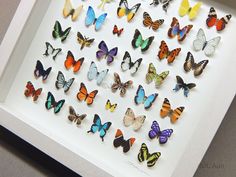 a group of colorful butterflies sitting in a white frame on top of a table next to a wall