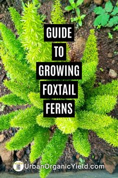 a green plant with the words guide to growing foxtail ferns in black text over it