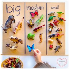 Montessori Activities Preschool, Size Sorting, Homeschool Preschool Activities, Montessori Toddler Activities, Nursery Activities, Montessori Preschool, Daycare Activities, Animal Activities, Circle Time