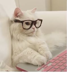 a white cat wearing glasses sitting on top of a laptop computer next to a pink keyboard