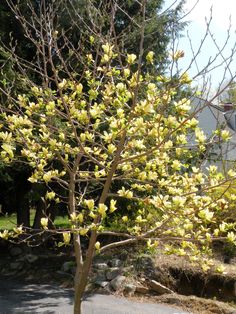 a small tree with yellow flowers in the middle of a road near some houses and trees