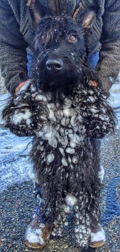 a man holding a black dog covered in white fur on the street with snow all over it