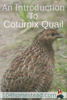 an image of a bird with the words an instruction to cournix quail