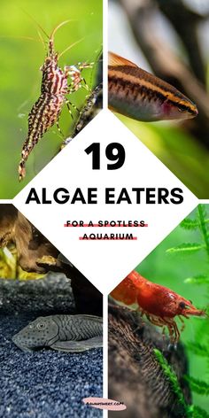 the top ten algae eaters for aquariums and their unique features are featured in this postcard