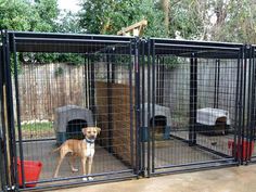 two dogs are standing in their kennels