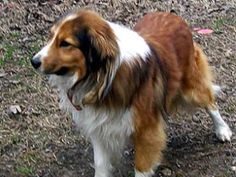 a brown and white dog standing on top of a grass covered field