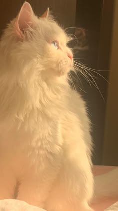 a fluffy white cat sitting on top of a bed