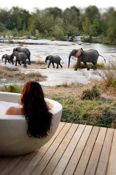 a woman sitting in a bathtub watching elephants