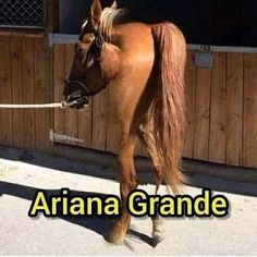 a brown horse standing next to a wooden fence with the words ariana grandee on it's side