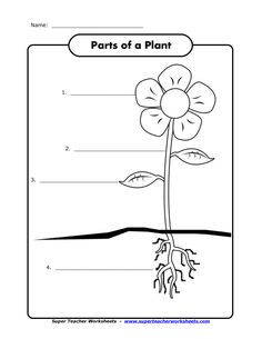 parts of a plant worksheet for kids with pictures on the front and back