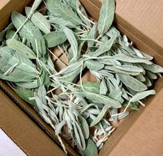 a box filled with green leaves on top of a table